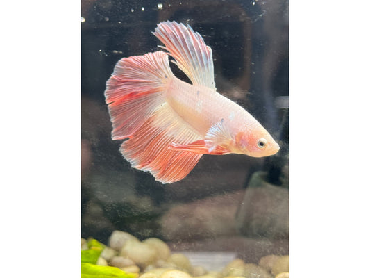 Pink Flamingo Super Delta Betta Male