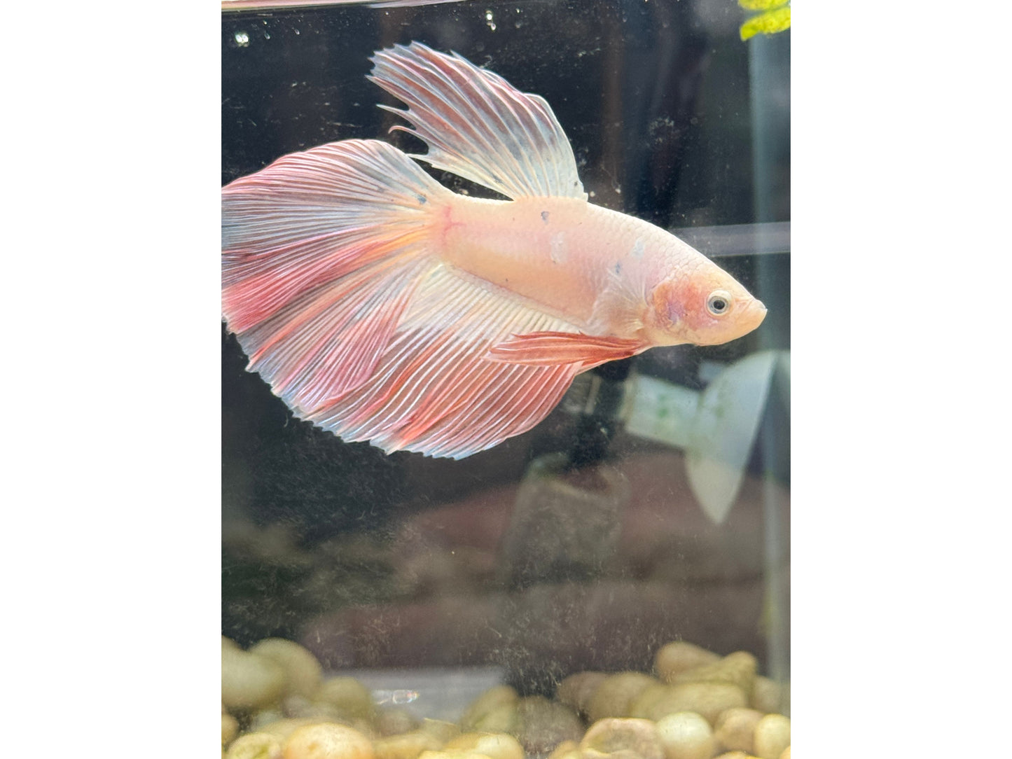 Pink Flamingo Super Delta Betta Male