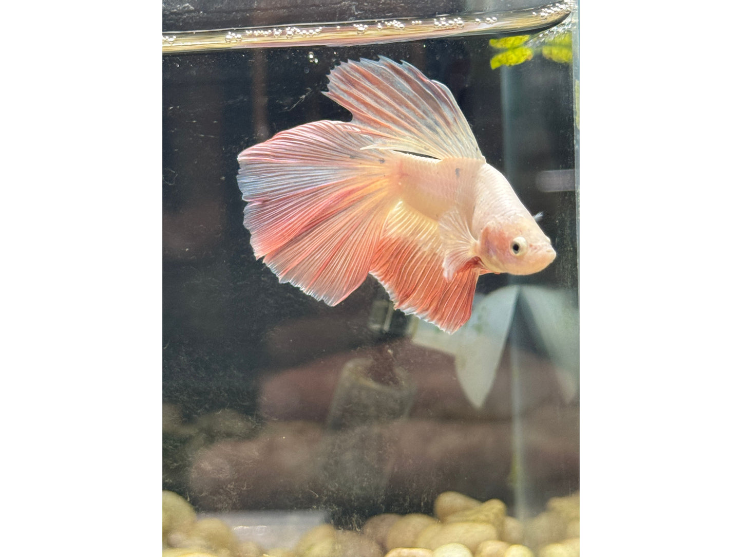 Pink Flamingo Super Delta Betta Male
