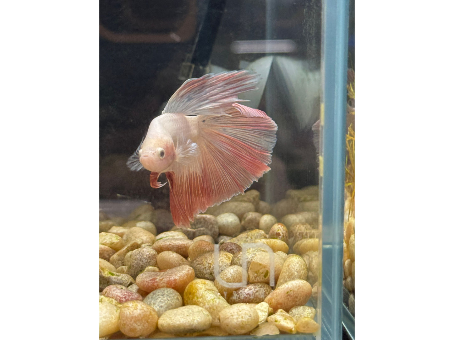 Pink Flamingo Super Delta Betta Male