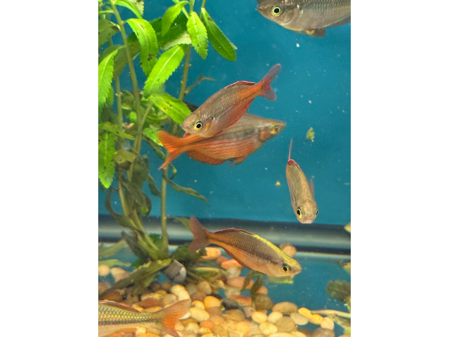 Pigeon Rainbow Fish Approx 2 - 2.5"
