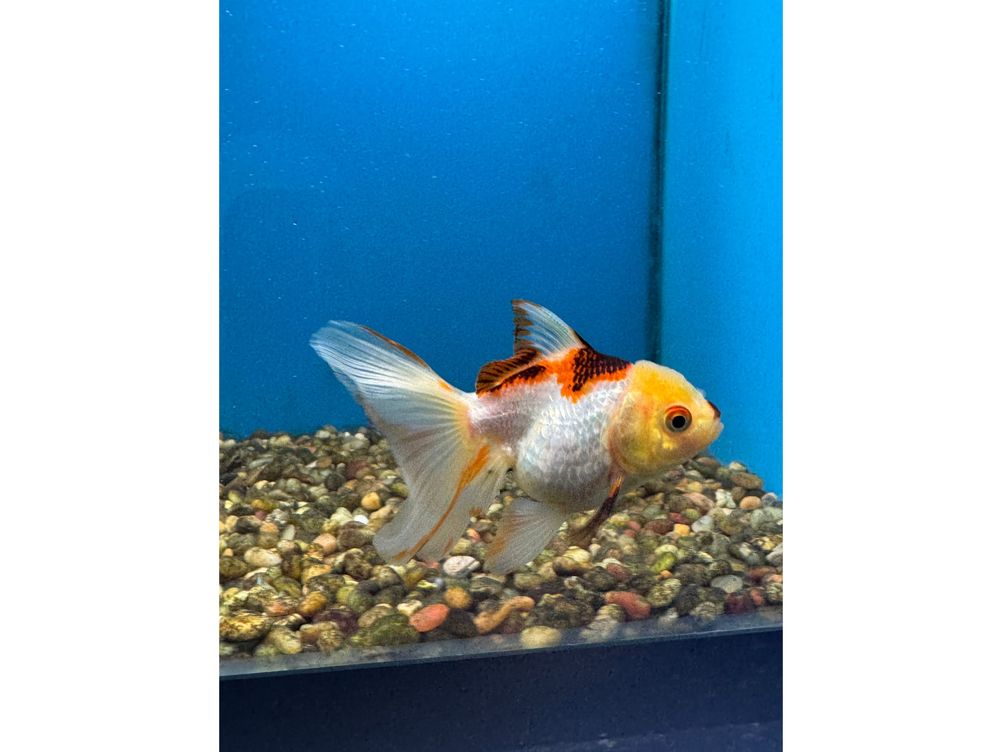 Thai Oranda Goldfish WYSWYG Approx 4-4.5"