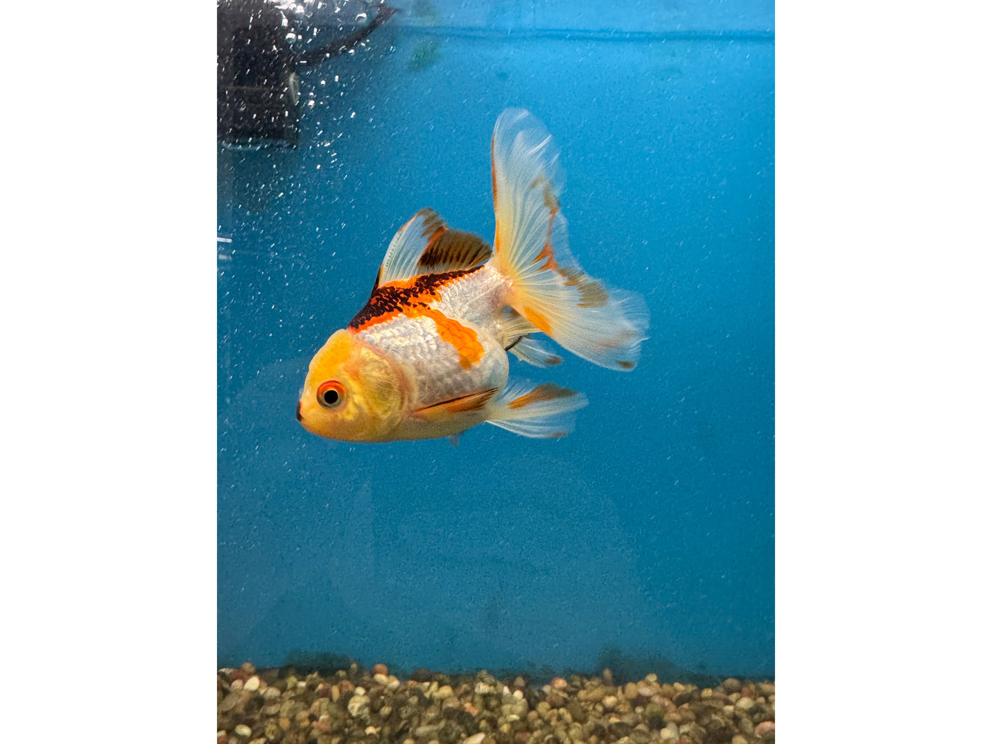 Thai Oranda Goldfish WYSWYG Approx 4-4.5"