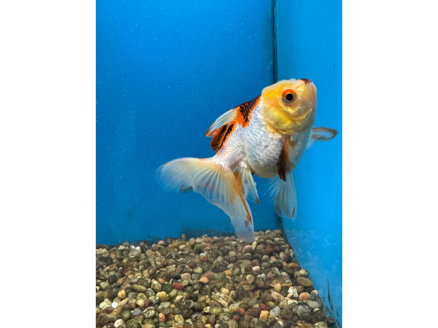 Thai Oranda Goldfish WYSWYG Approx 4-4.5"