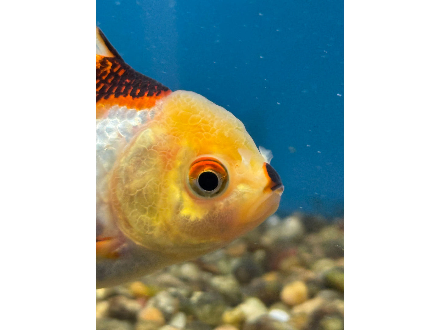 Thai Oranda Goldfish WYSWYG Approx 4-4.5"