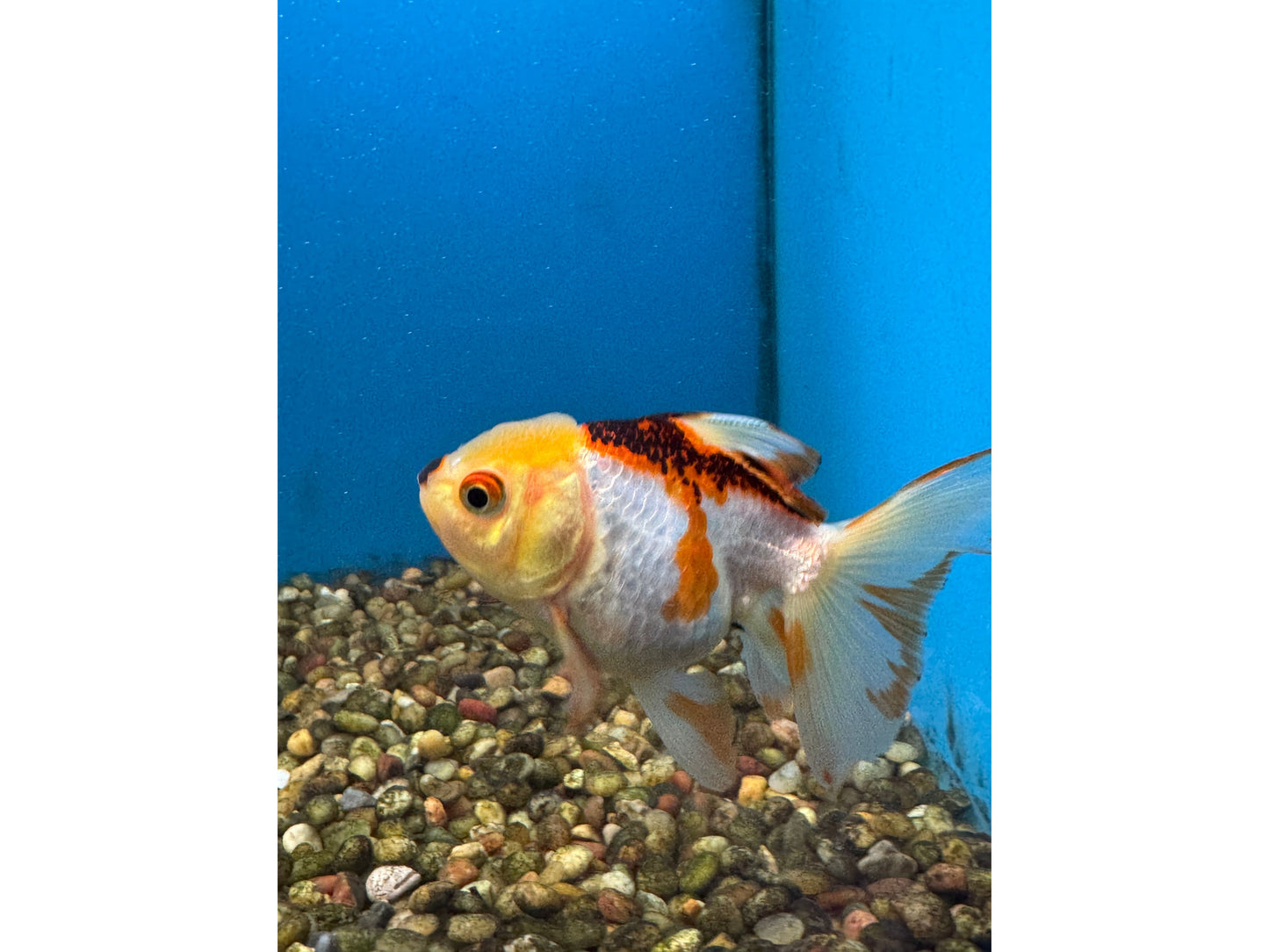 Thai Oranda Goldfish WYSWYG Approx 4-4.5"