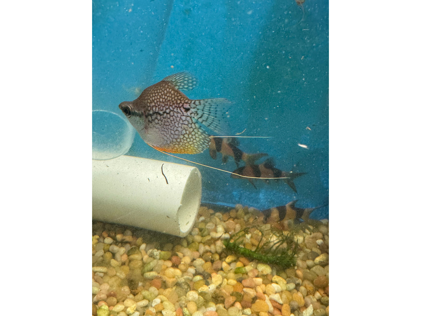 Golden Pearl Gourami Balloon Approx 12-2.5"