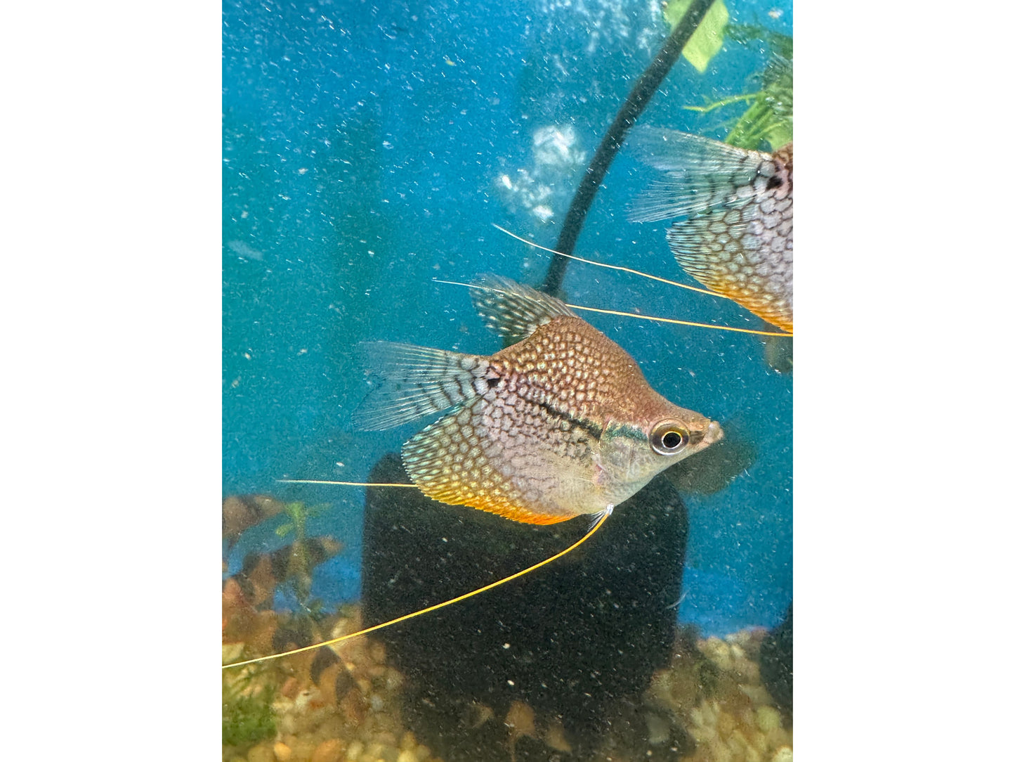 Golden Pearl Gourami Balloon Approx 12-2.5"