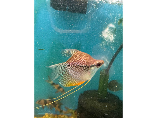 Golden Pearl Gourami Balloon Approx 12-2.5"