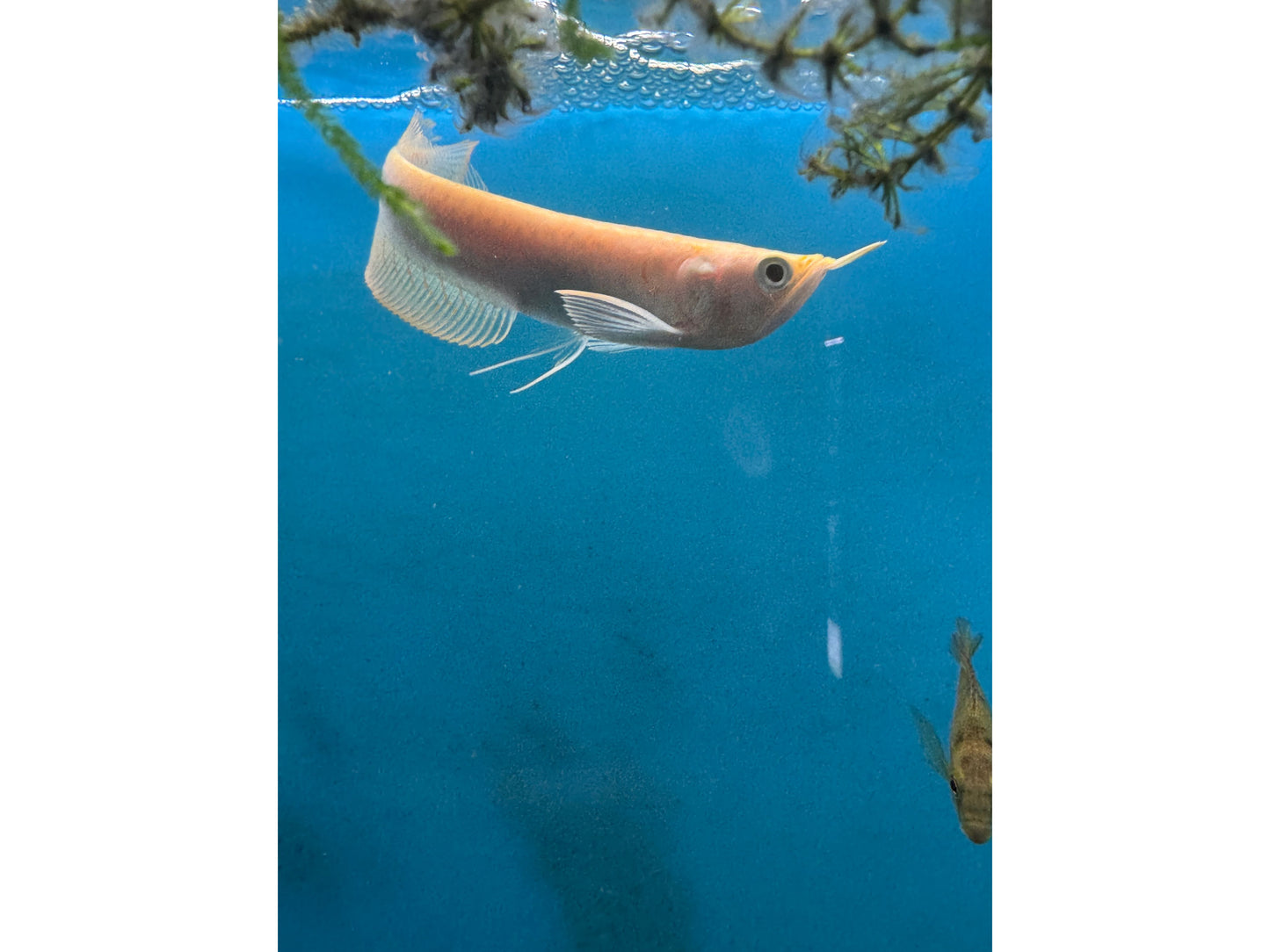 Albino Silver Arowana Approx 6-8"