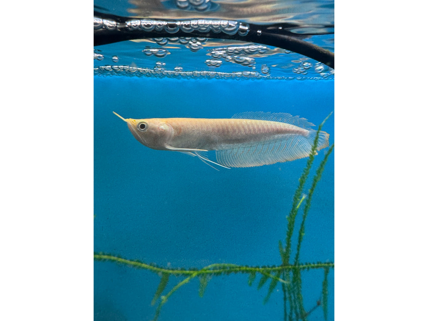 Albino Silver Arowana Approx 6-8"