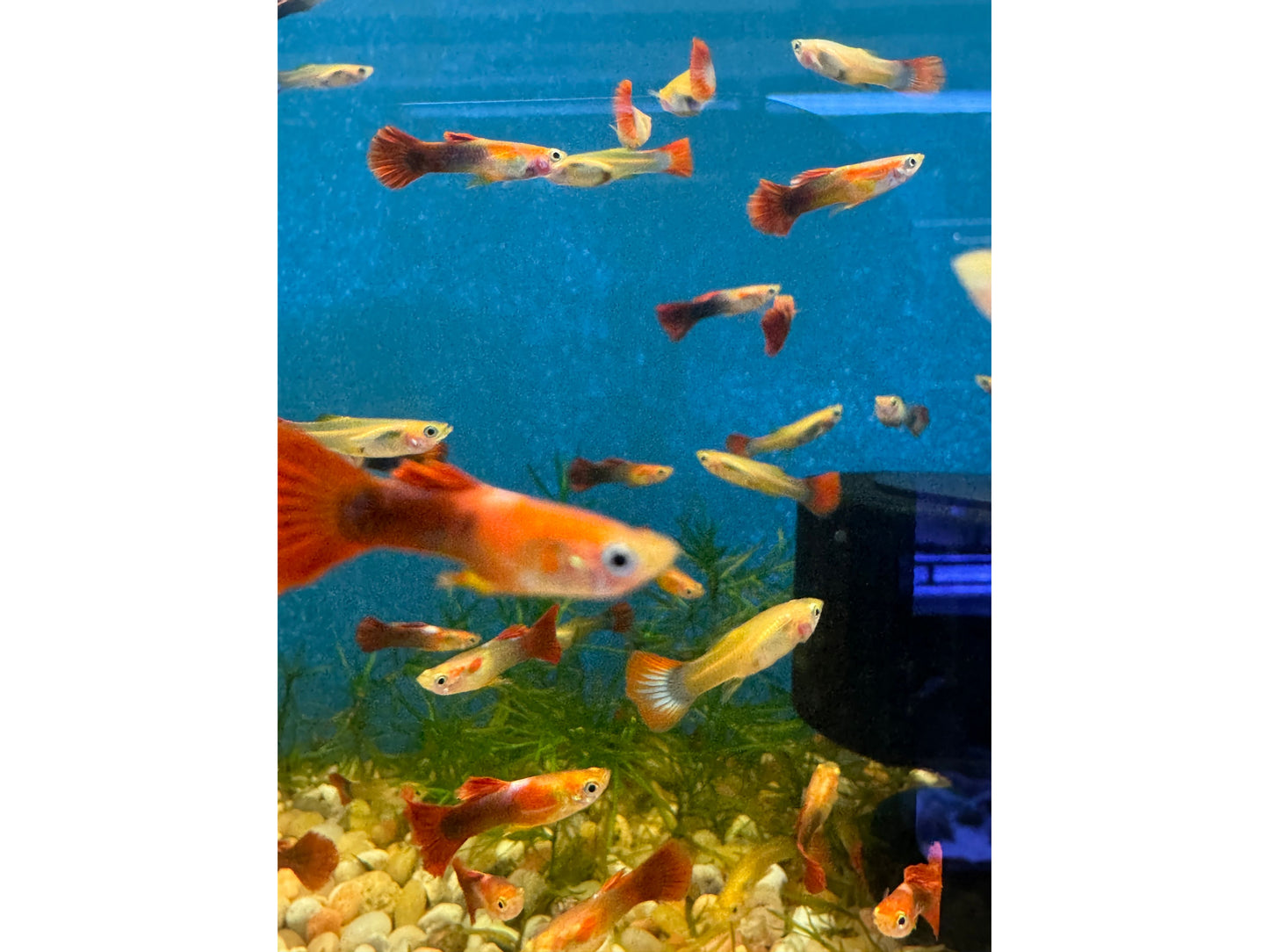Guppy Red Tail Male/Female