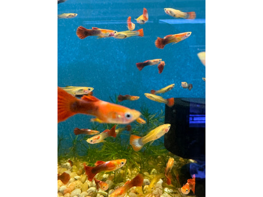 Guppy Red Tail Male/Female