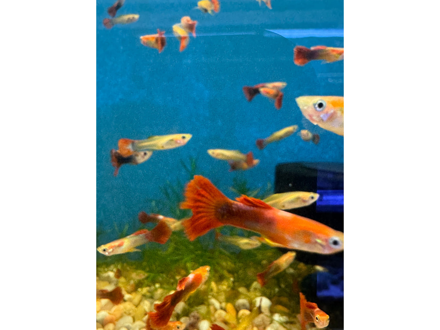 Guppy Red Tail Male/Female