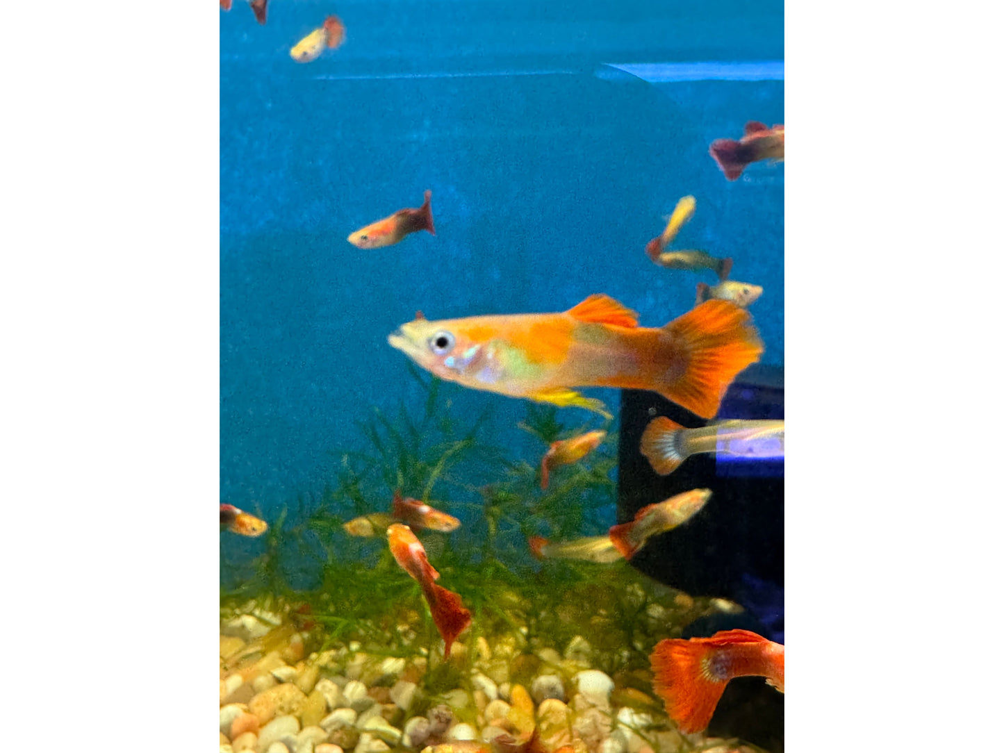 Guppy Red Tail Male/Female