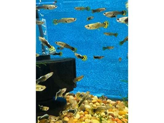 Guppy Leopard Male/Female