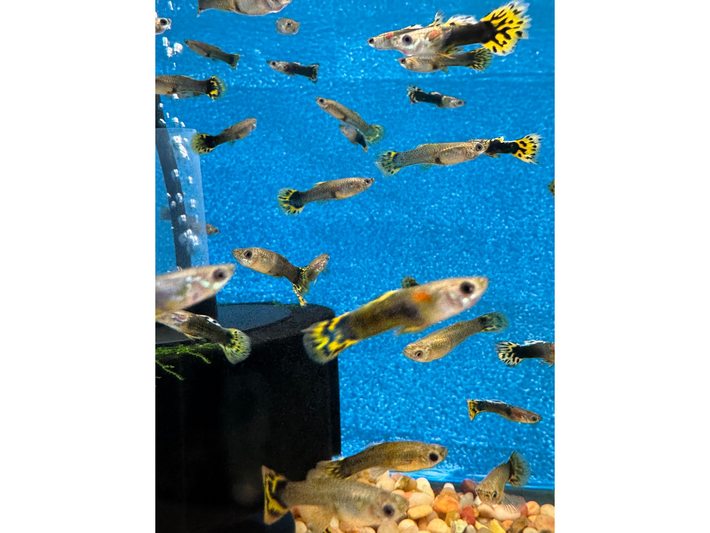 Guppy Leopard Male/Female