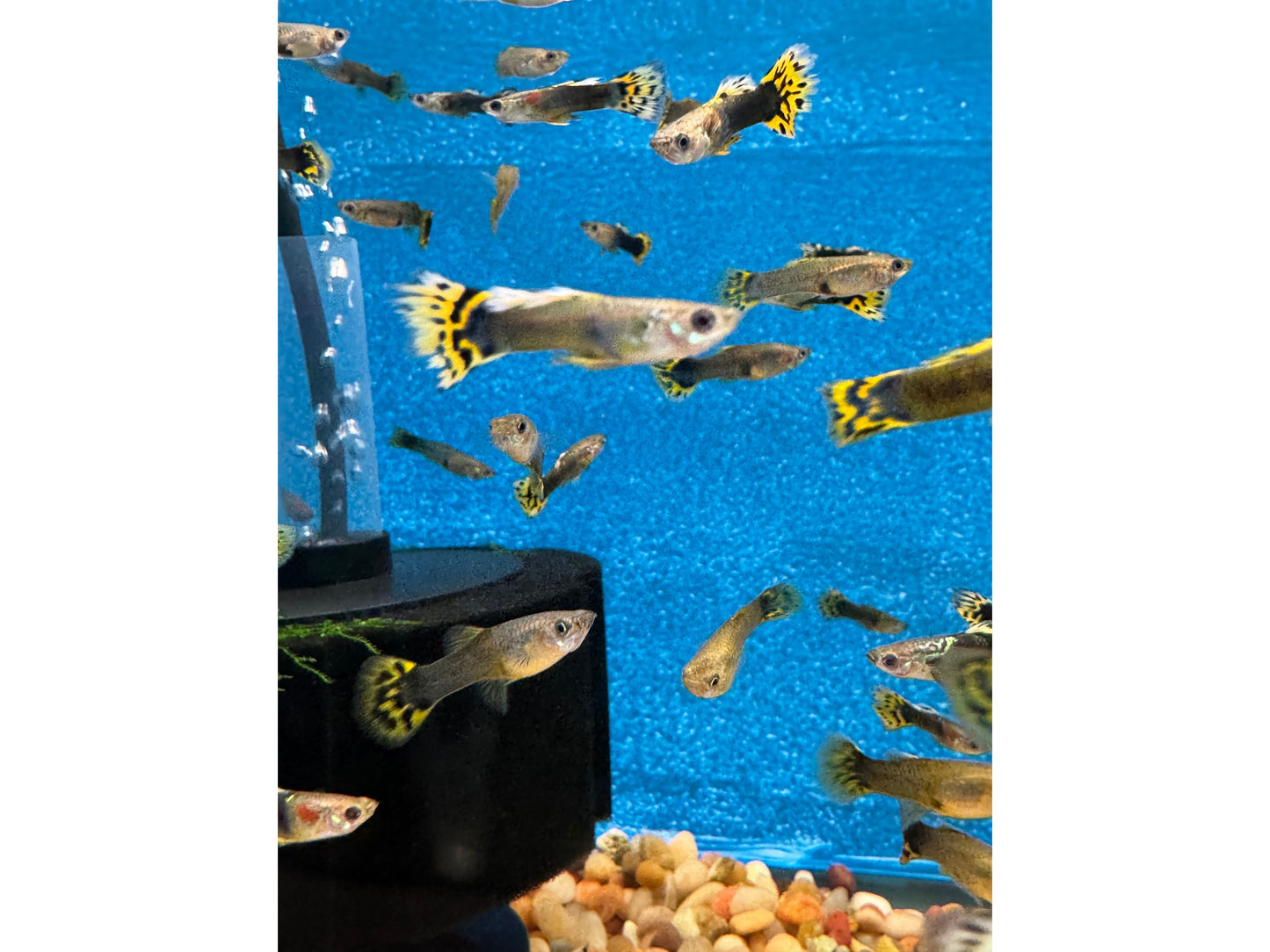 Guppy Leopard Male/Female