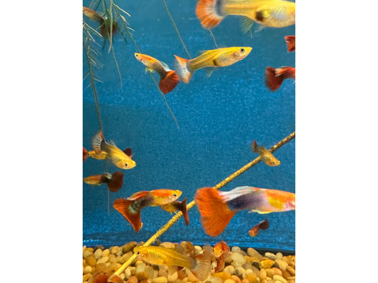 Guppy Tuxedo Male/Female