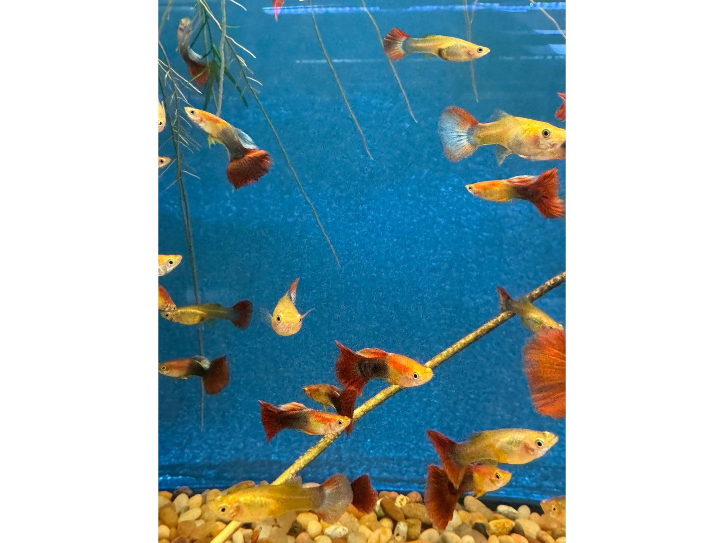 Guppy Tuxedo Male/Female