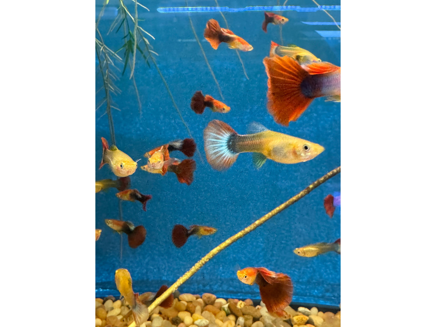 Guppy Tuxedo Male/Female