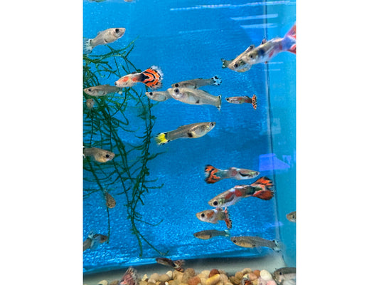 Guppy Blue Varigated Male/Female