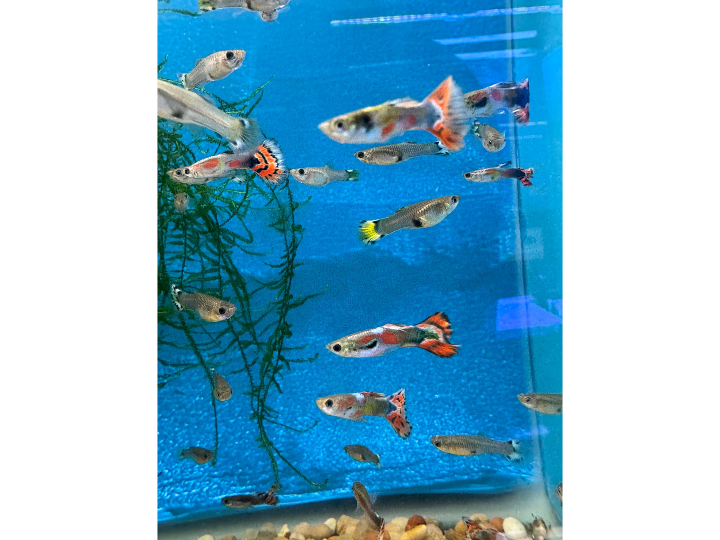Guppy Blue Varigated Male/Female