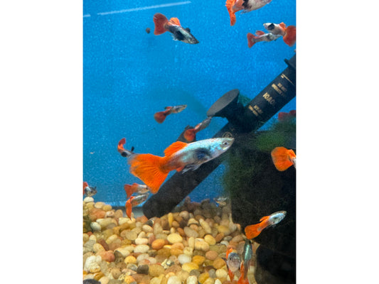 Guppy Red Mogano Big Ear Male