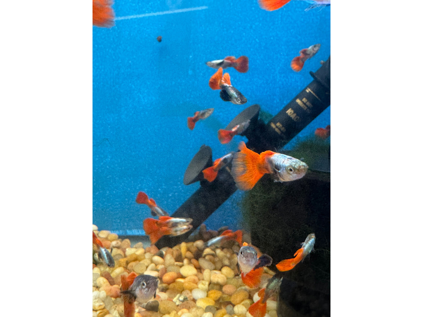 Guppy Red Mogano Big Ear Male