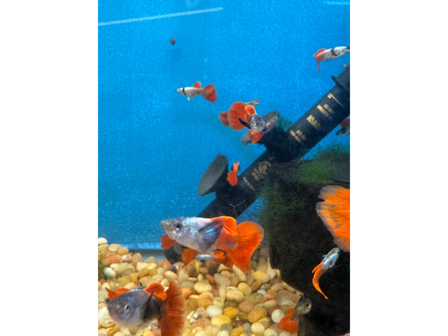 Guppy Red Mogano Big Ear Male