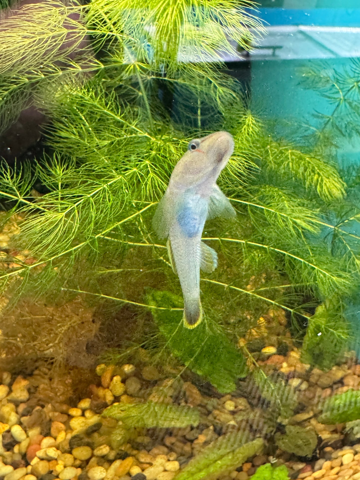 Rhinogobius Fresh Water Goby T158