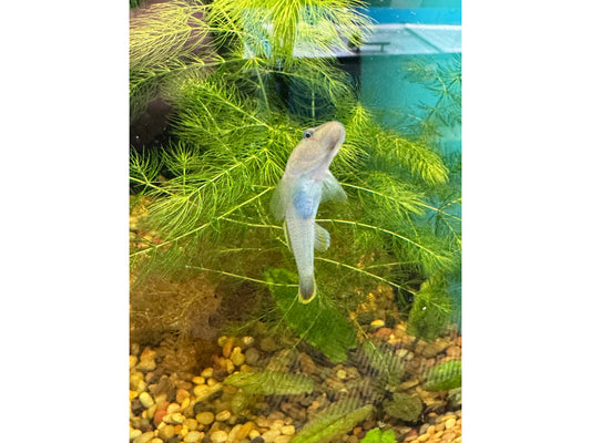 Rhinogobius Fresh Water Goby T158