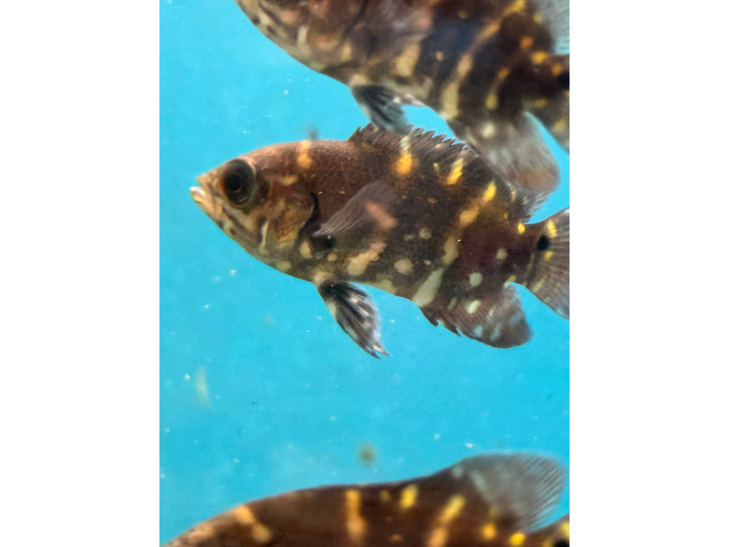 Bumble Bee Oscar Approx 2.5"