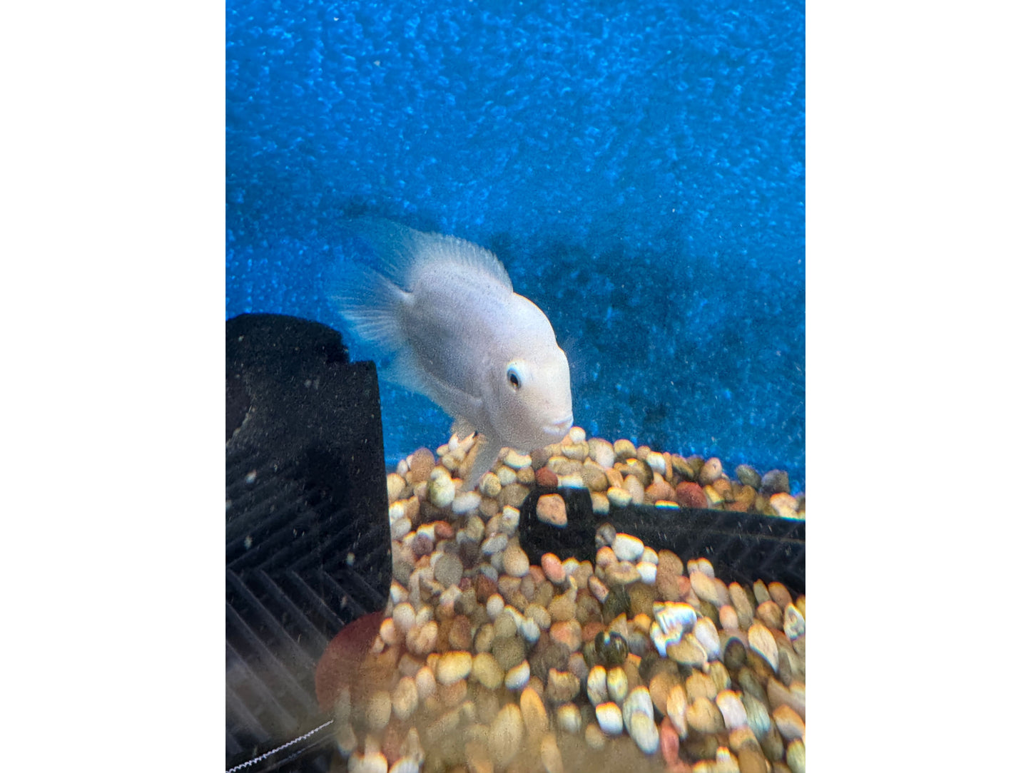 Humphead Snow White Parrot/Flowerhorn Hybrid