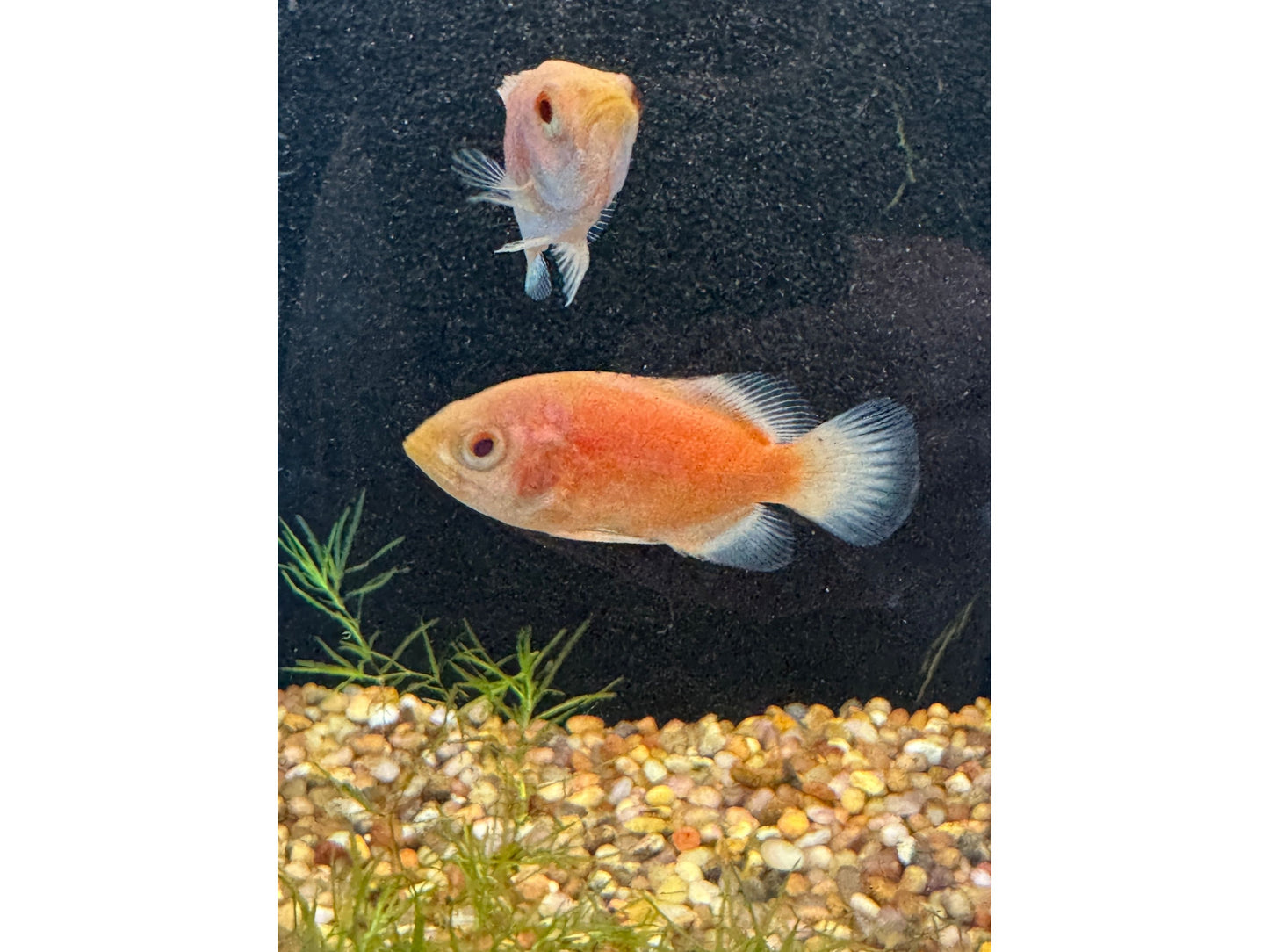 Chili Red Oscar Approx 2-3"