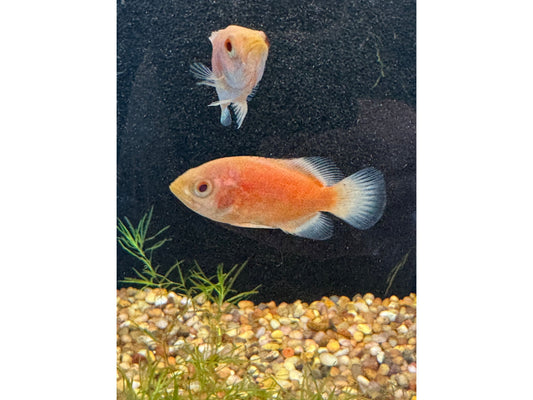 Chili Red Oscar Approx 2-3"