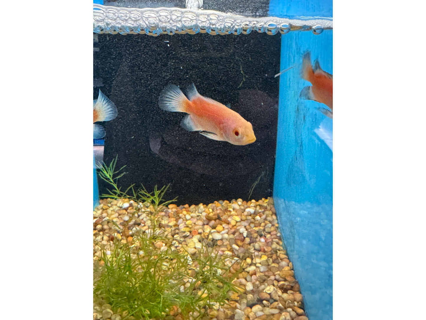 Chili Red Oscar Approx 2-3"