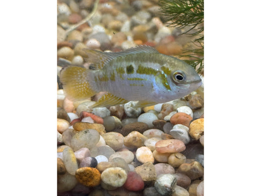 Smiling Dwarf Acara Cichlid Approx 1.5-2"