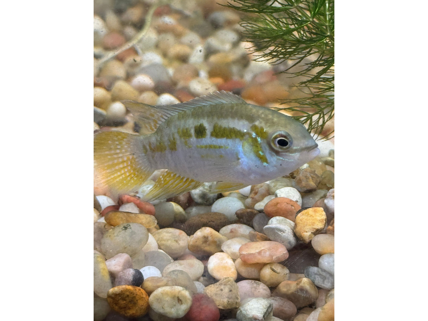 Smiling Dwarf Acara Cichlid Approx 1.5-2"