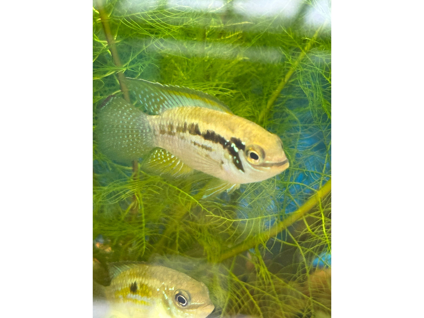 Buckelkopf Cichlid Approx 1.5-2"