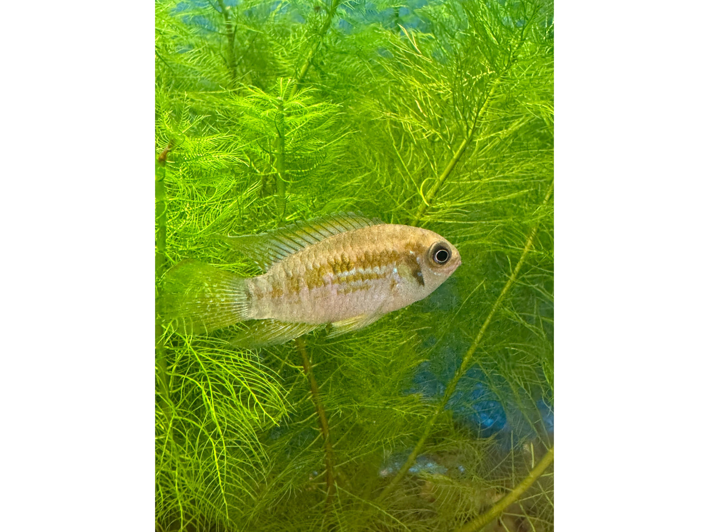Buckelkopf Cichlid Approx 1.5-2"