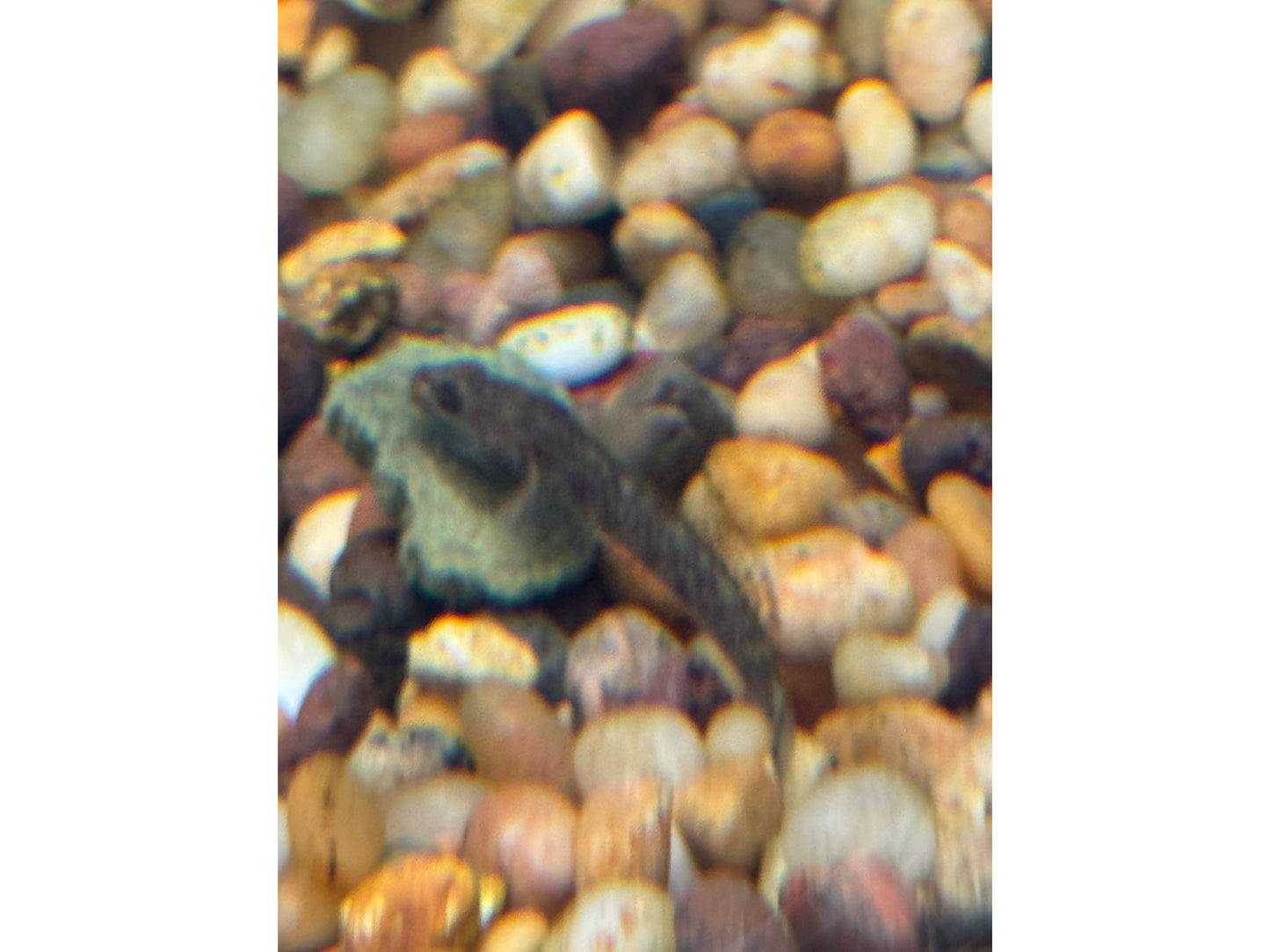 Hillstream Purple Fin Sucker (Pseudogastromyzon Laticeps) Juvenile Approx 1.5-2"
