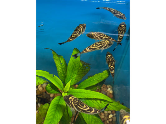 Bullseye Puffer Fish Approx 3" In Full Saltwater