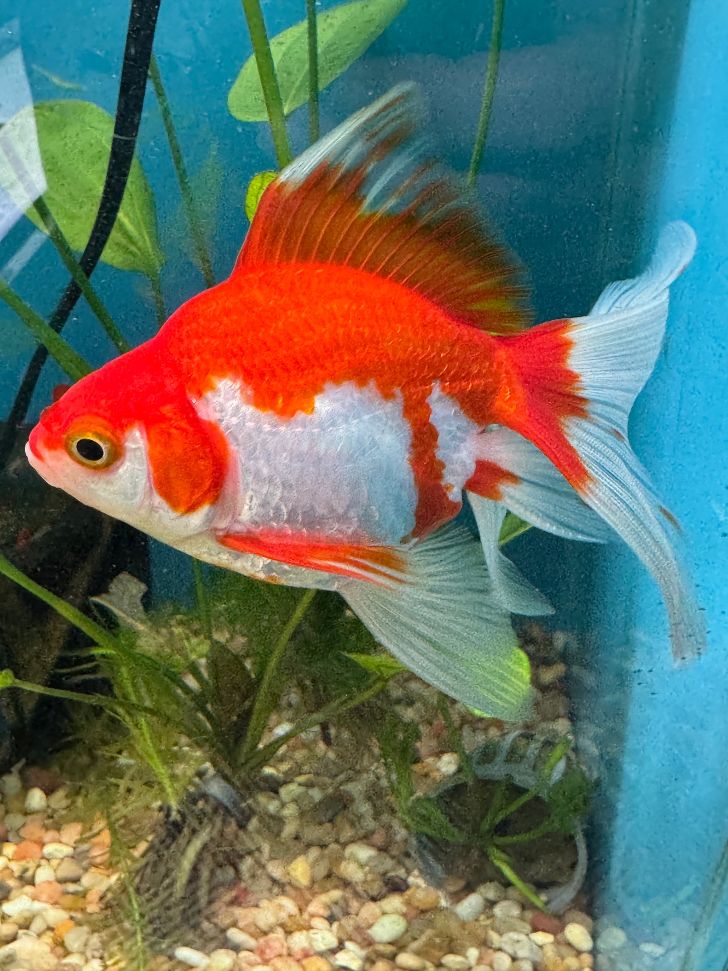 Ryukin Goldfish WYSWYG Approx 4.5-5.5"