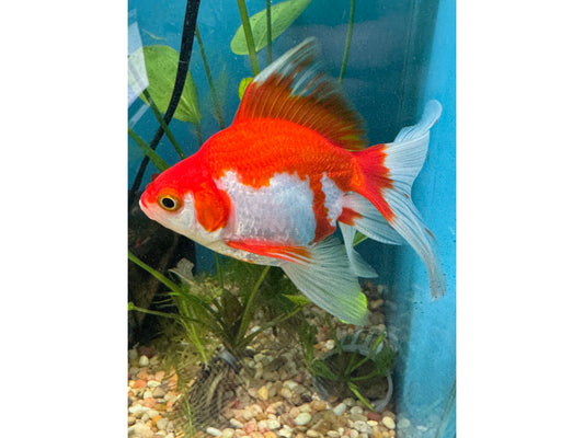 Ryukin Goldfish WYSWYG Approx 4.5-5.5"
