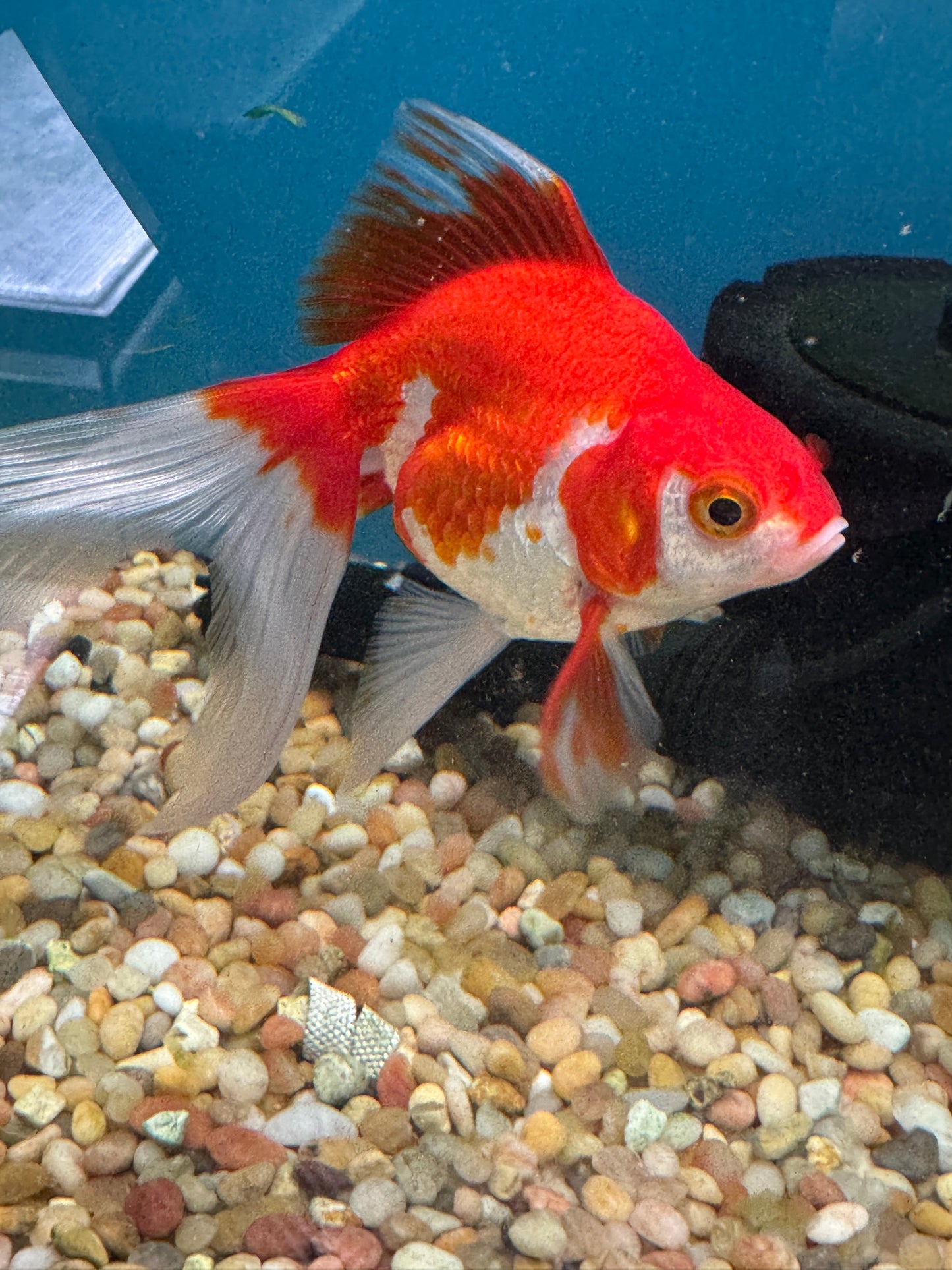 Ryukin Goldfish WYSWYG Approx 4.5-5.5"