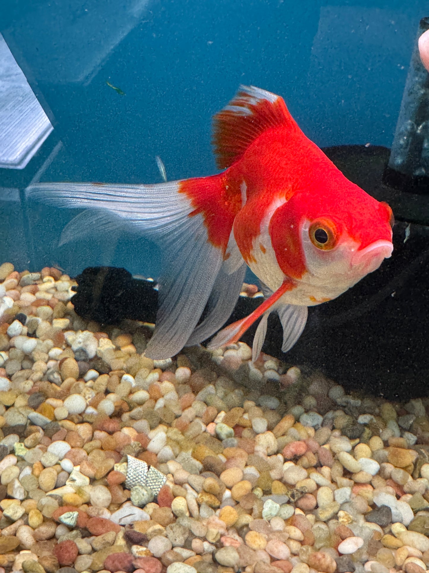 Ryukin Goldfish WYSWYG Approx 4.5-5.5"