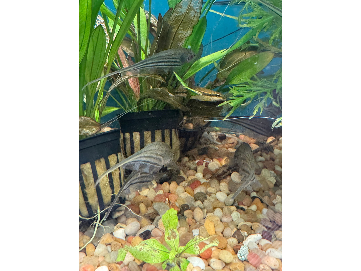 Glass Knife Fish Approx 3"