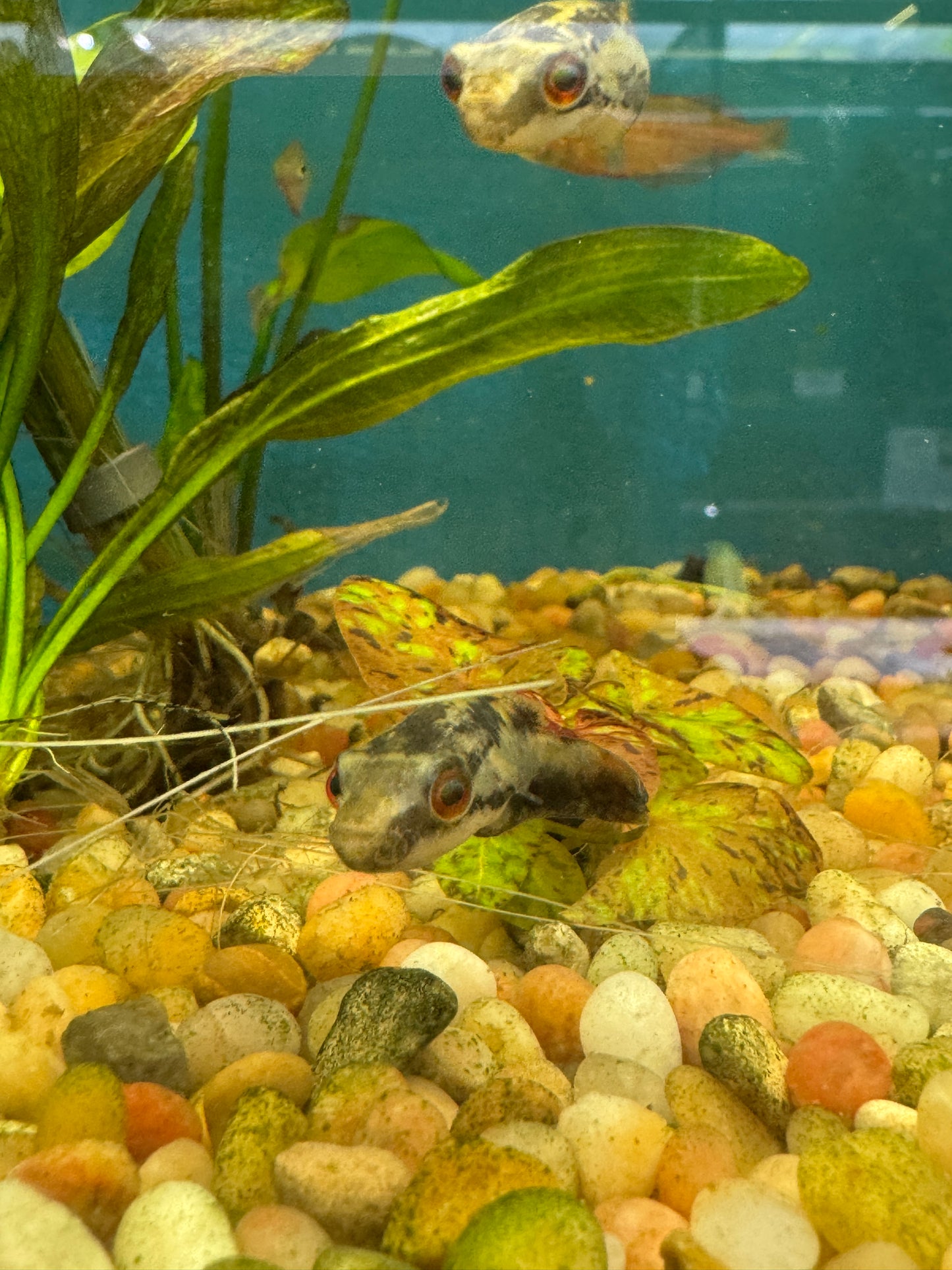 Red Eye Red Tail Puffer Approx 1-2" (Carinotetraodon Irrubesco)