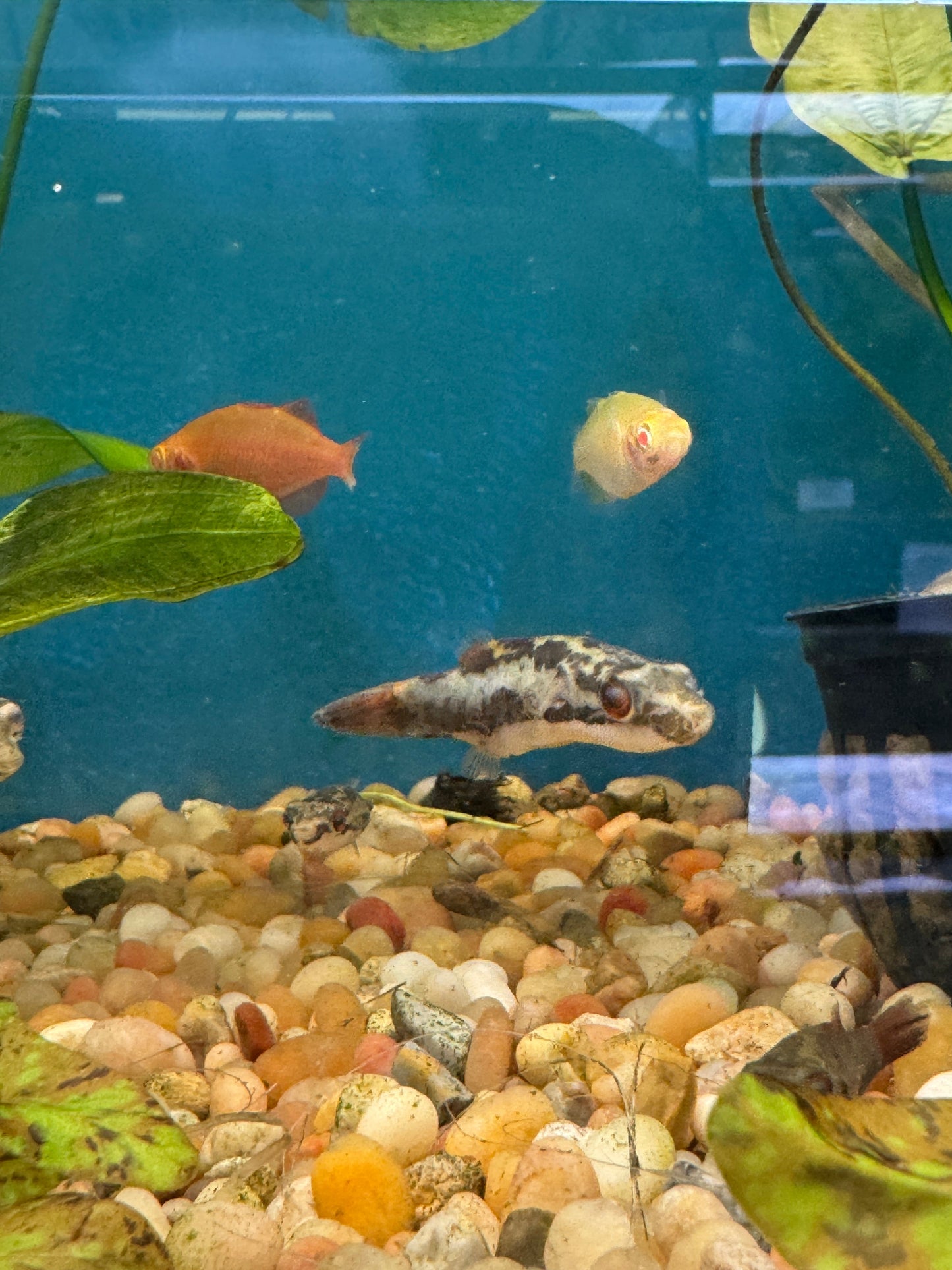 Red Eye Red Tail Puffer Approx 1-2" (Carinotetraodon Irrubesco)